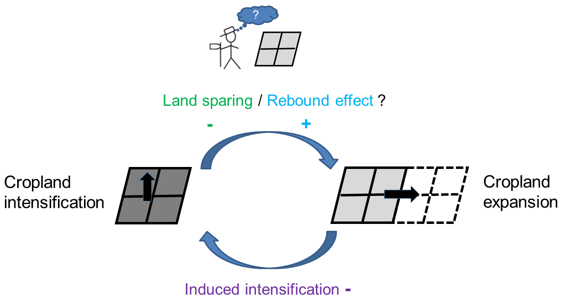 Complex relations between agricultural intensification and land use ...